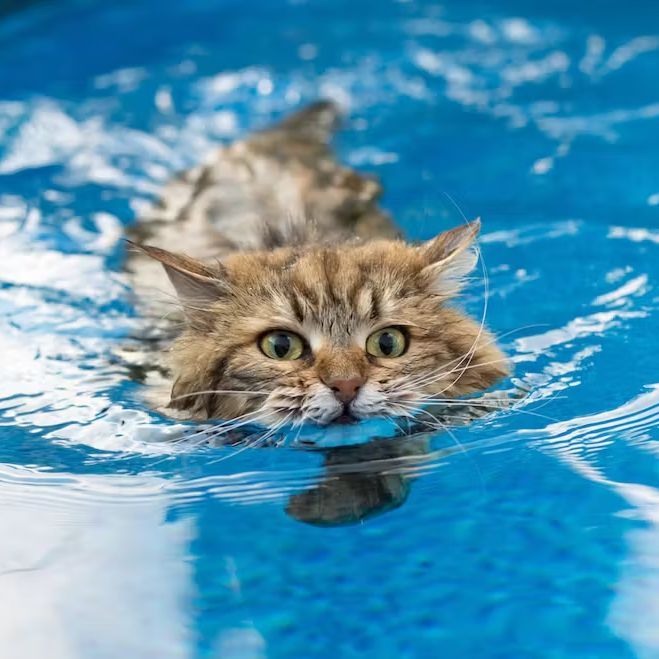 watercat1000 FACEIT avatar
