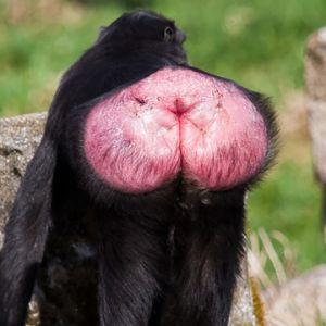 KISS-MY-ASS_