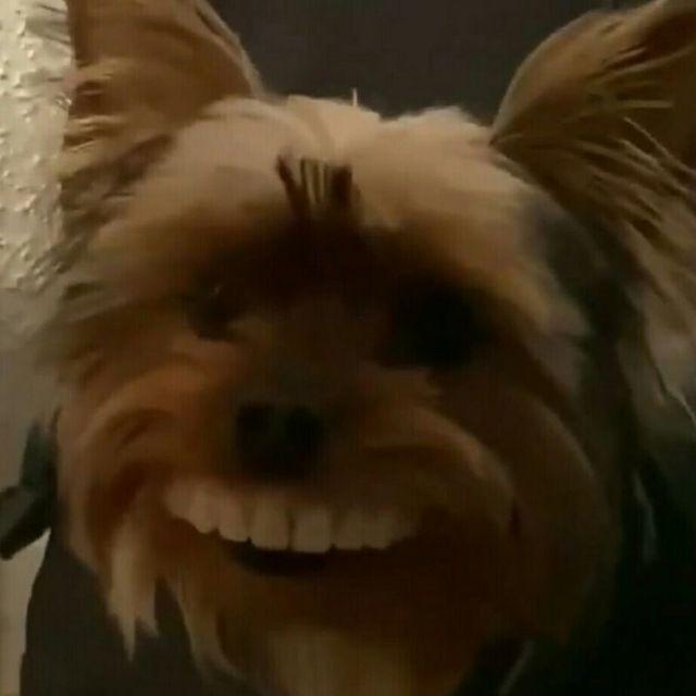 mmolchanov avatar