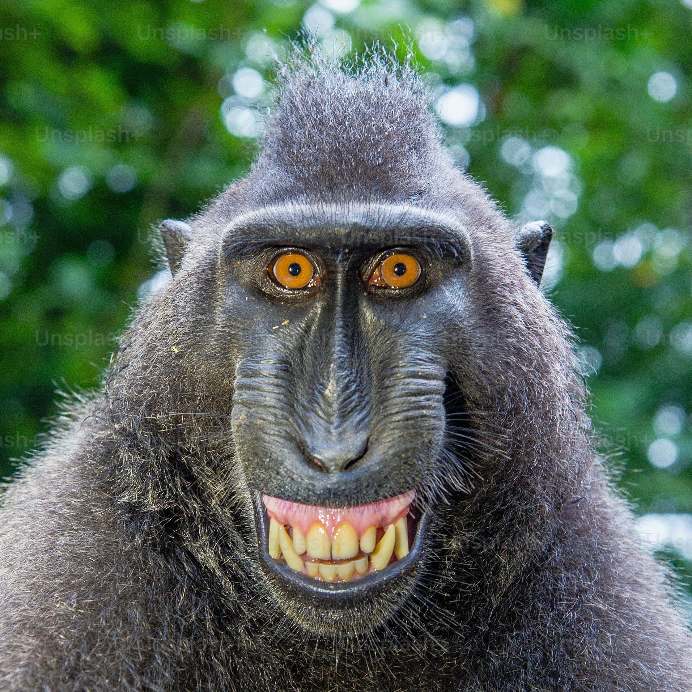 chukmagi avatar