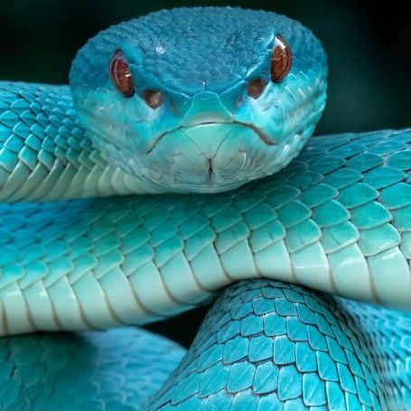 Viper6767