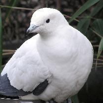 PigeonOG avatar