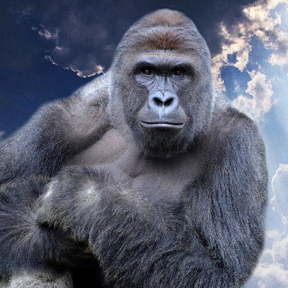 Harambe2123