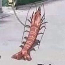 shrinp