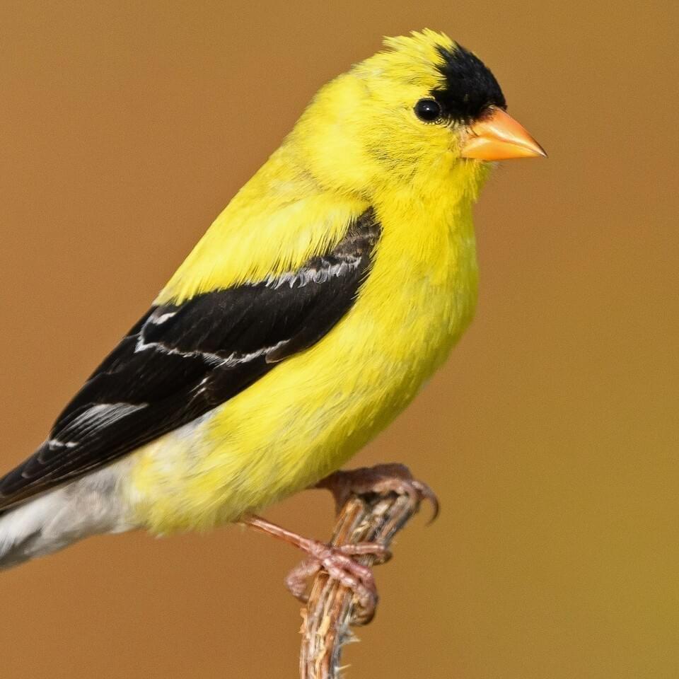 GoldenFinch