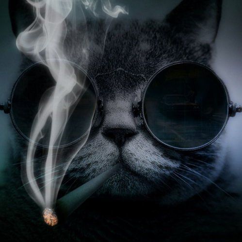 Avatar CJ__666
