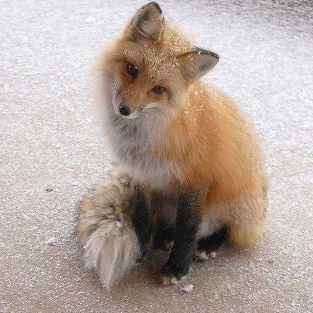 FoFoxic avatar