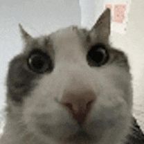 verosik_