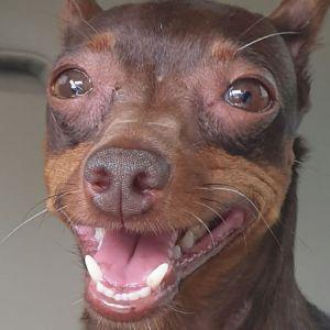chikop avatar
