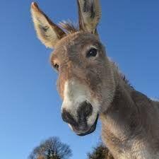 XDonkey avatar