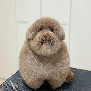 PIPUPU321