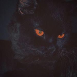 tlelit avatar
