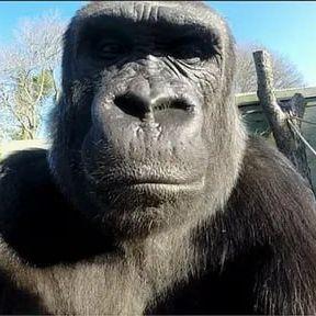 koko_djamba_ avatar