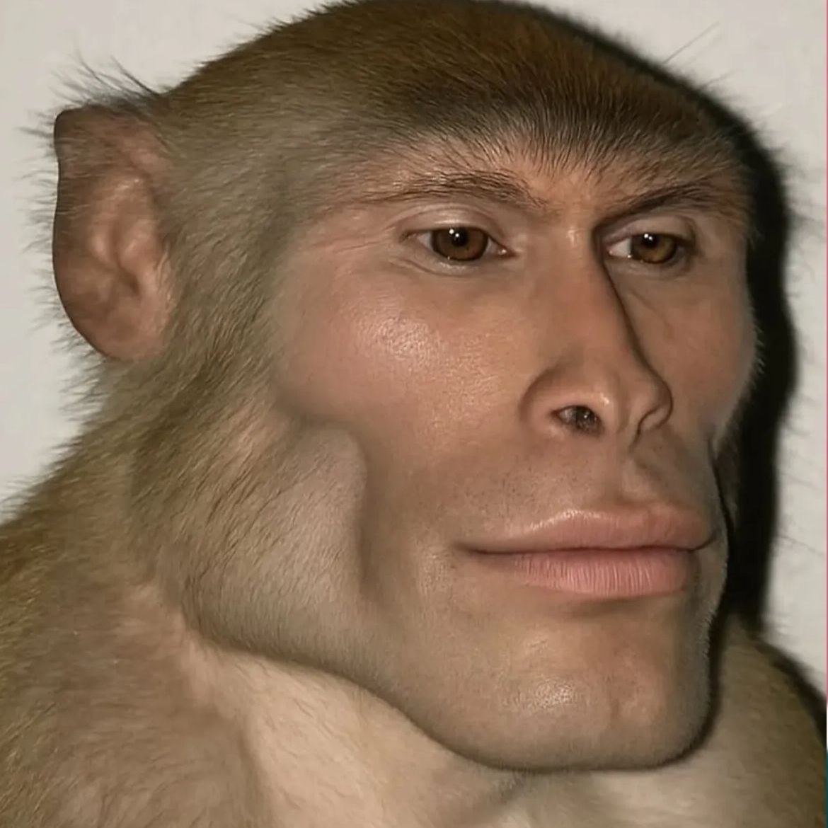 bekoriginal