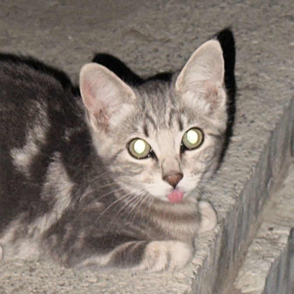 Kool Kats Klub