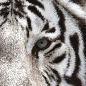 KingRong avatar