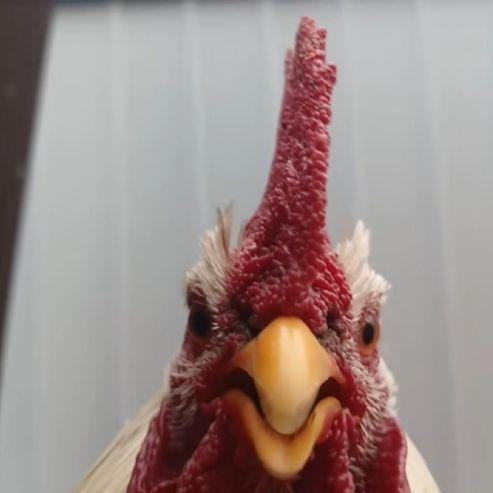 PETRYSHNIK avatar