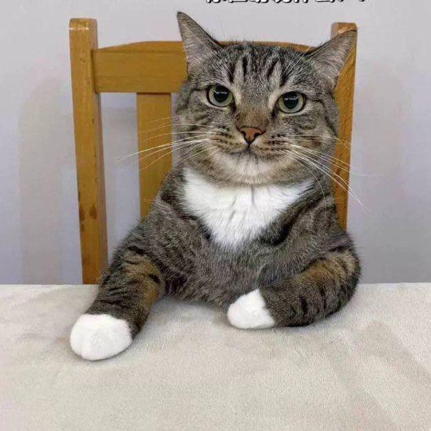 meowiqq avatar