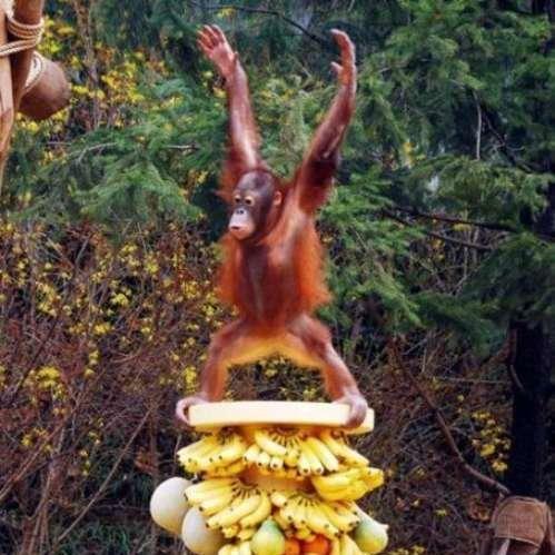 BurlaJESUS avatar