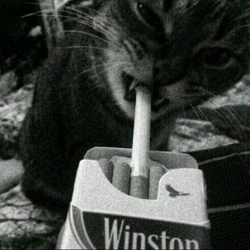 W1nstonSiniy
