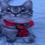 Humphrey11GN avatar
