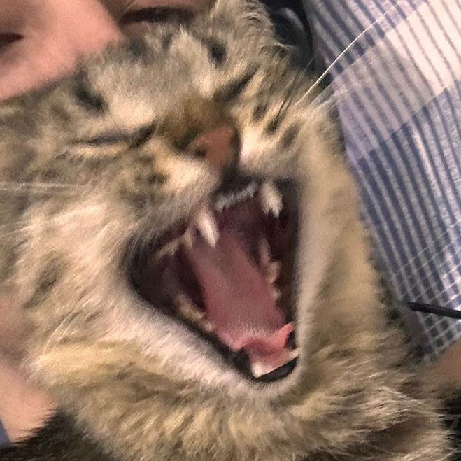 CatBlack2