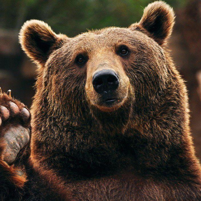Bearvp
