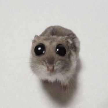 Mac_IdOnNut avatar