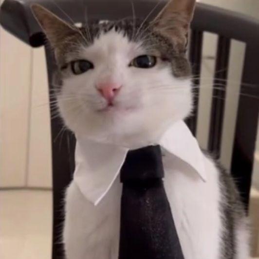 kitten_ avatar