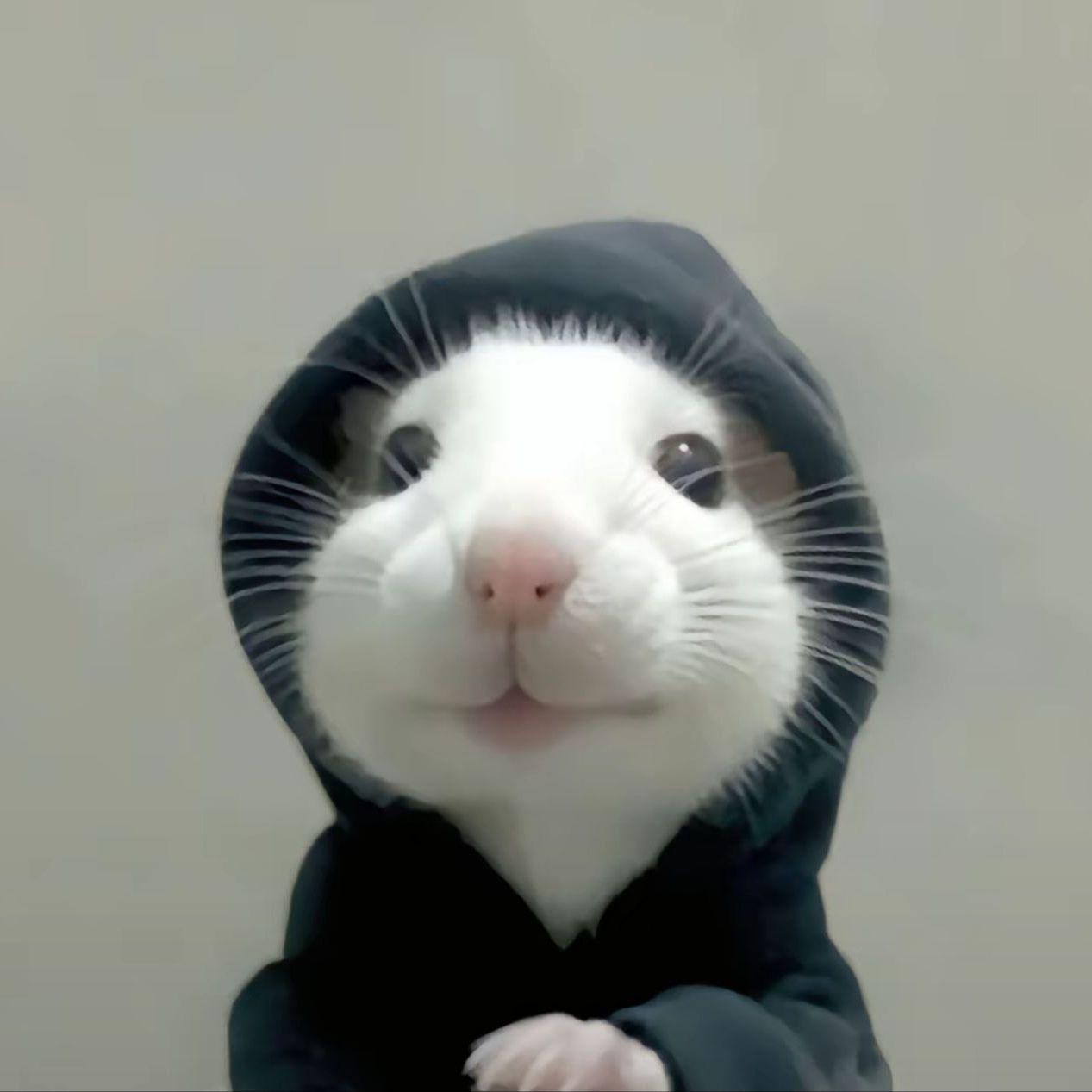 v0dkaka avatar