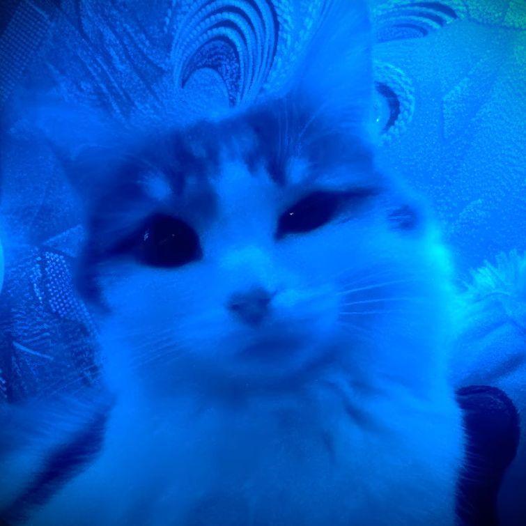 X_Regressor avatar