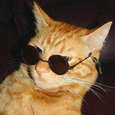 UnderHavenx FACEIT avatar