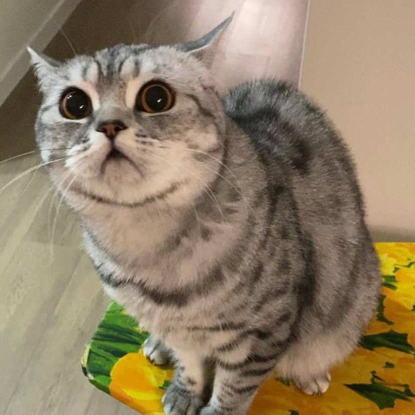 Cl1x