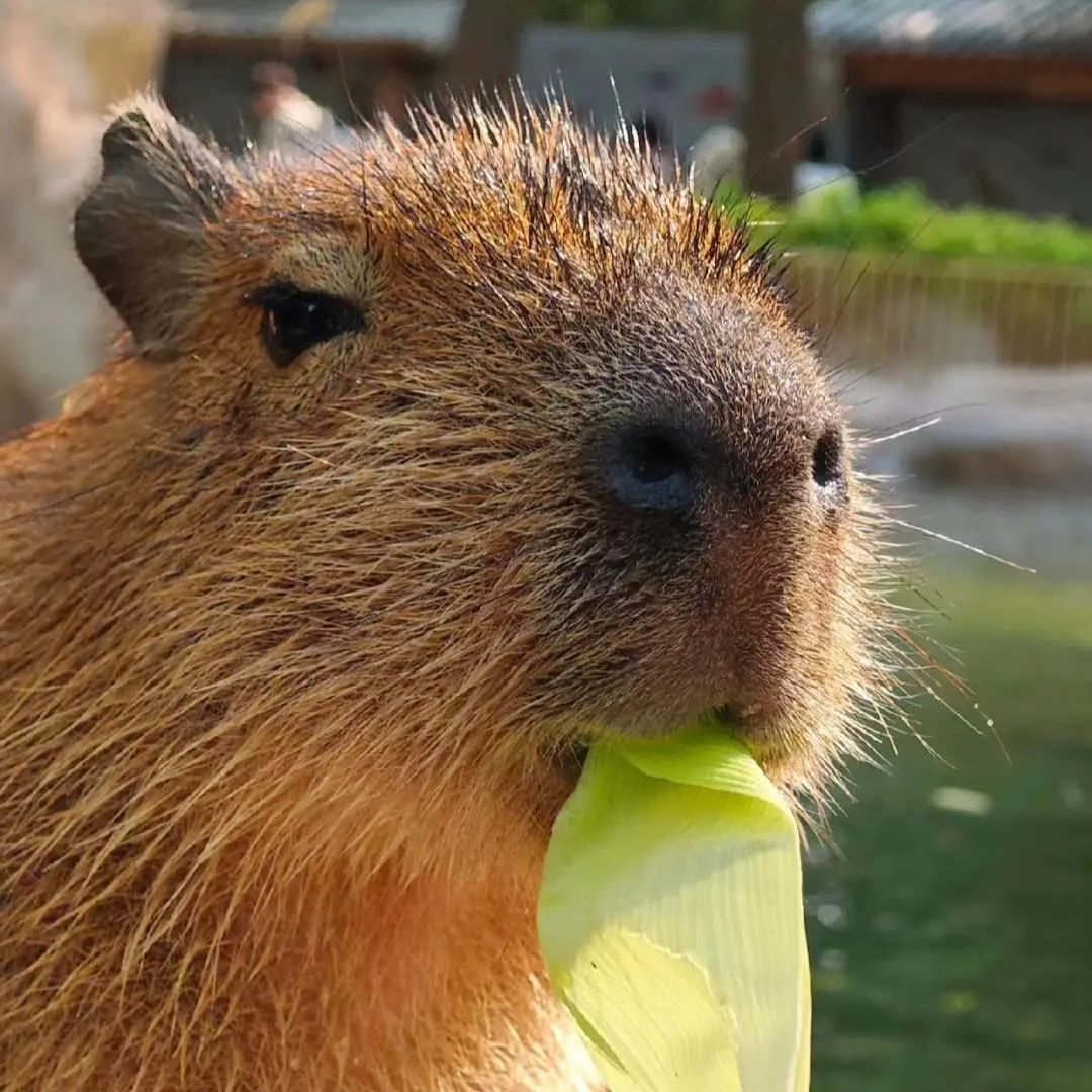 -91Capybara