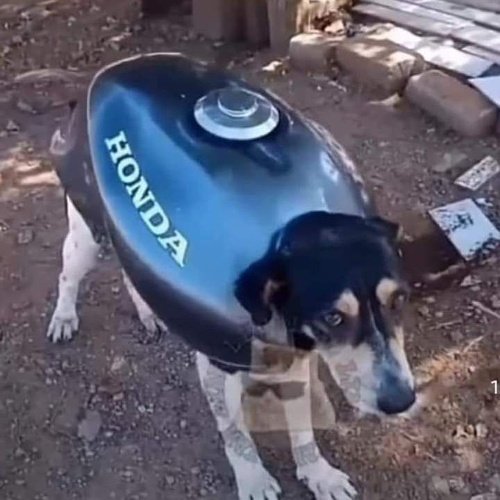 cucato
