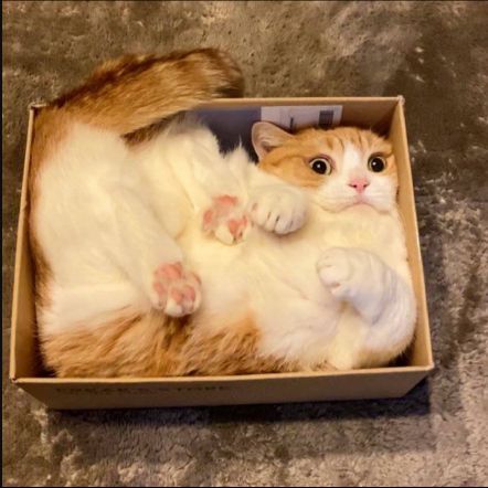 cats-