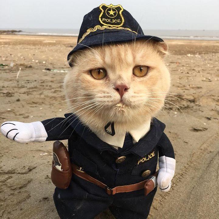 twiksitch avatar