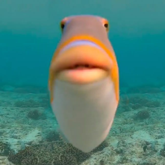 Timtaff avatar