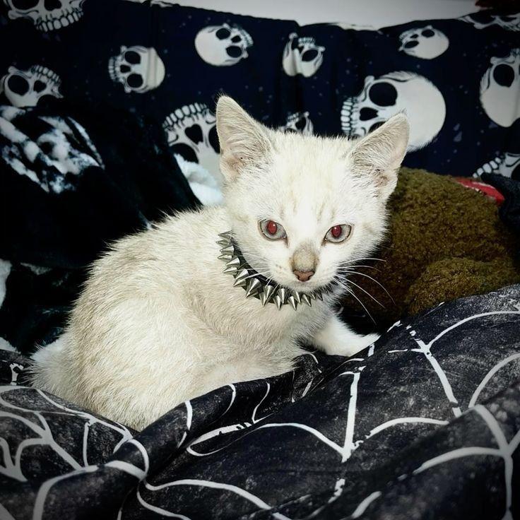 EmoCat69