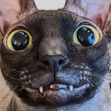 Kalmox_ FACEIT avatar
