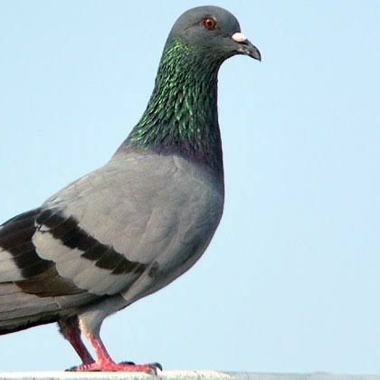 Golubchik52