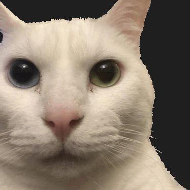 cannyCat avatar