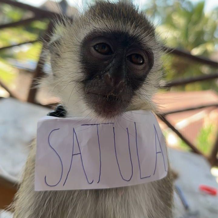 satulaa