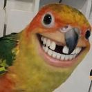 pejcik