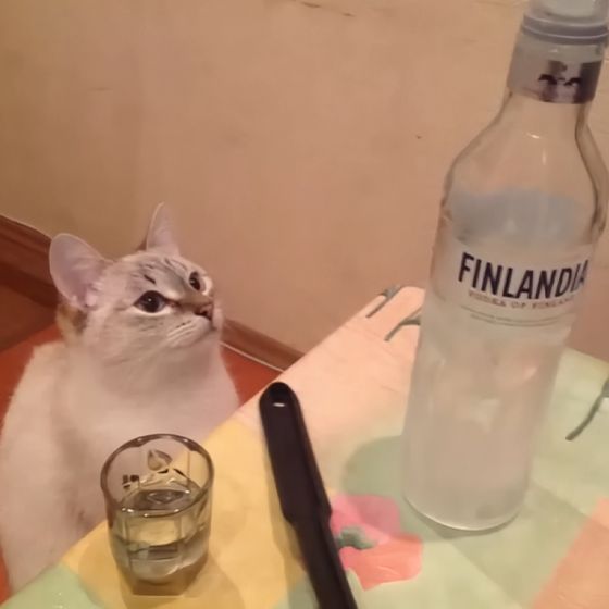 PAJOR_67