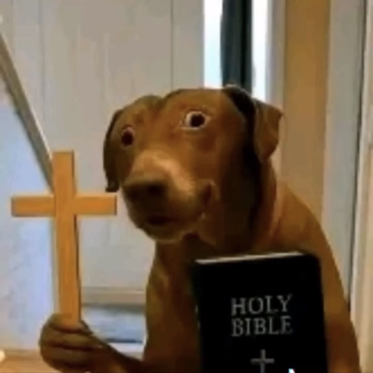 pupsik_2049