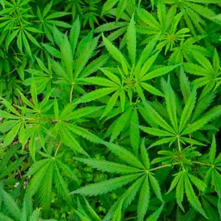 Adi420ThC