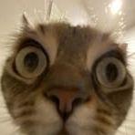 GoncasXP avatar