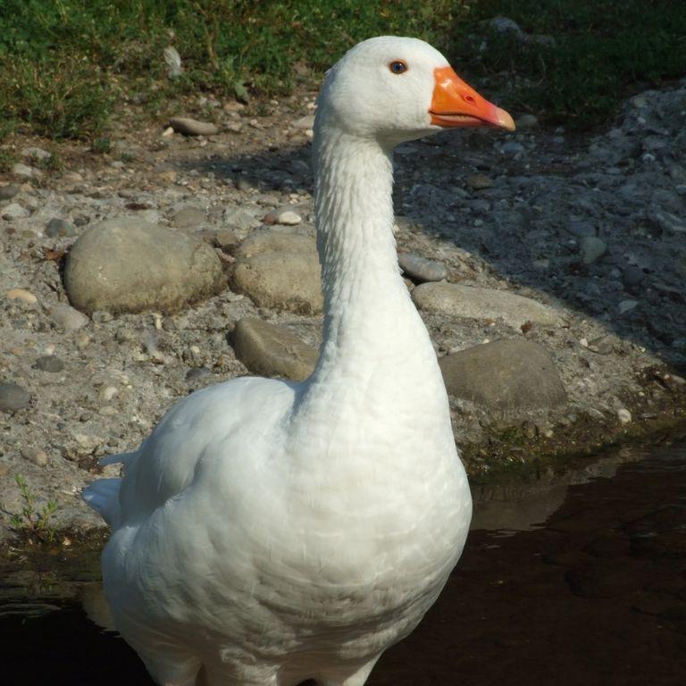 Ganzovich avatar