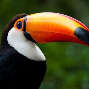 Tucan- avatar